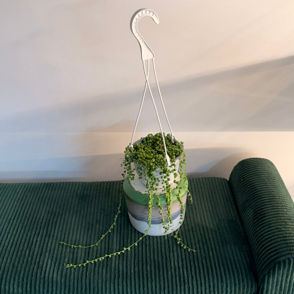 String of Pearls (Senecio rowleyanus) hanging plant (6" pot)