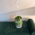 String of Pearls (Senecio rowleyanus) hanging plant (6" pot)