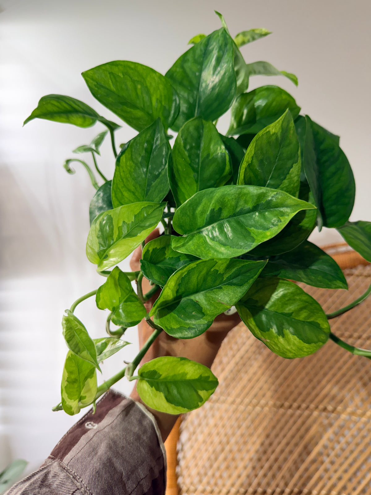 Epipremnum aureum 'Lemon Meringue' (Pothos Lemon Meringue) - Pot de 4"