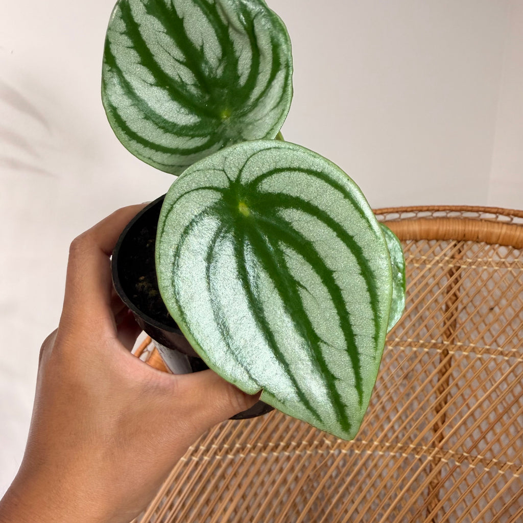 Peperomia argyreia (Watermelon Peperomia) - 4" pot