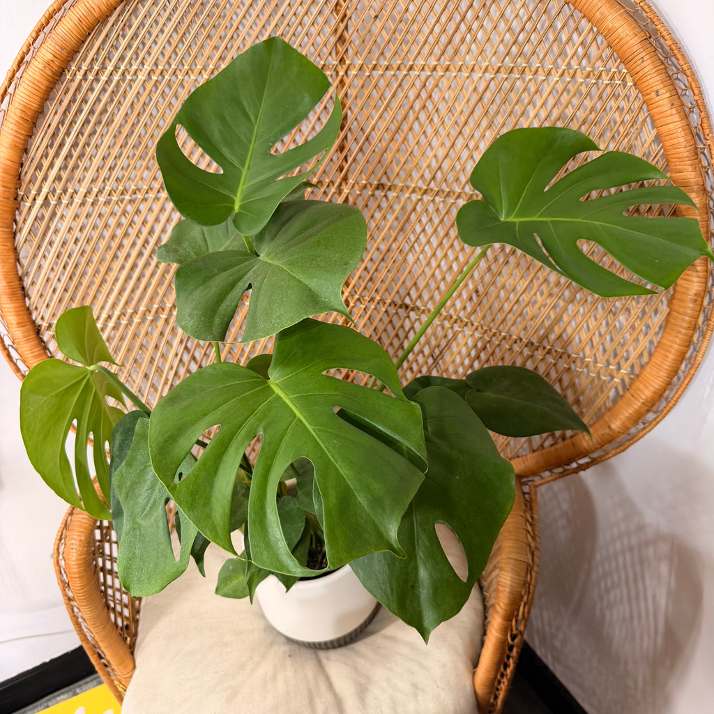 Monstera deliciosa - 6" pot