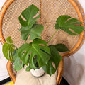 Monstera deliciosa - 6" pot