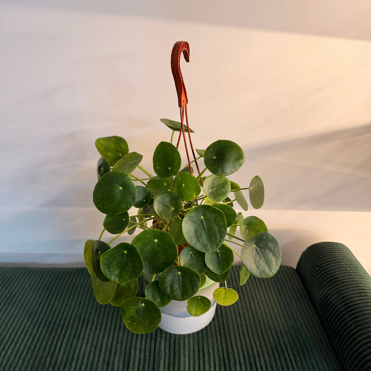 Pilea peperomioides (Chinese Money Plant) - 6" hanging pot