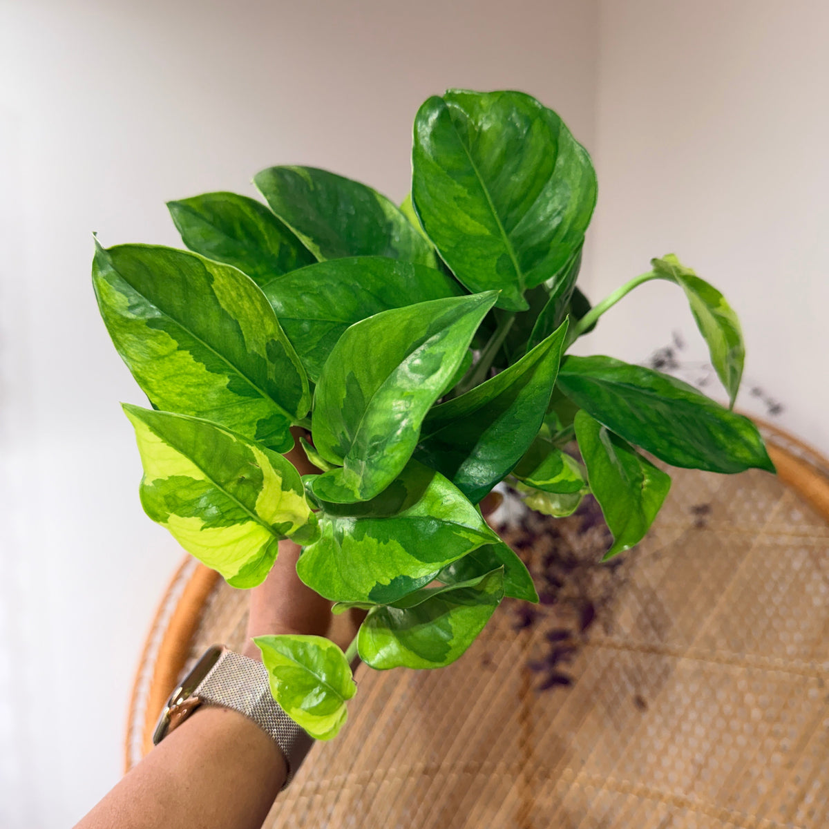 Epipremnum aureum 'Lemon Meringue' (Pothos Lemon Meringue) - Pot de 4"
