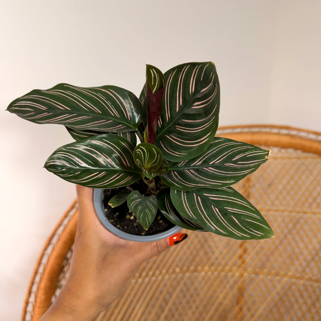 Goeppertia ornata (Calathea ornata / Pinstripe Calathea) - pot de 4"