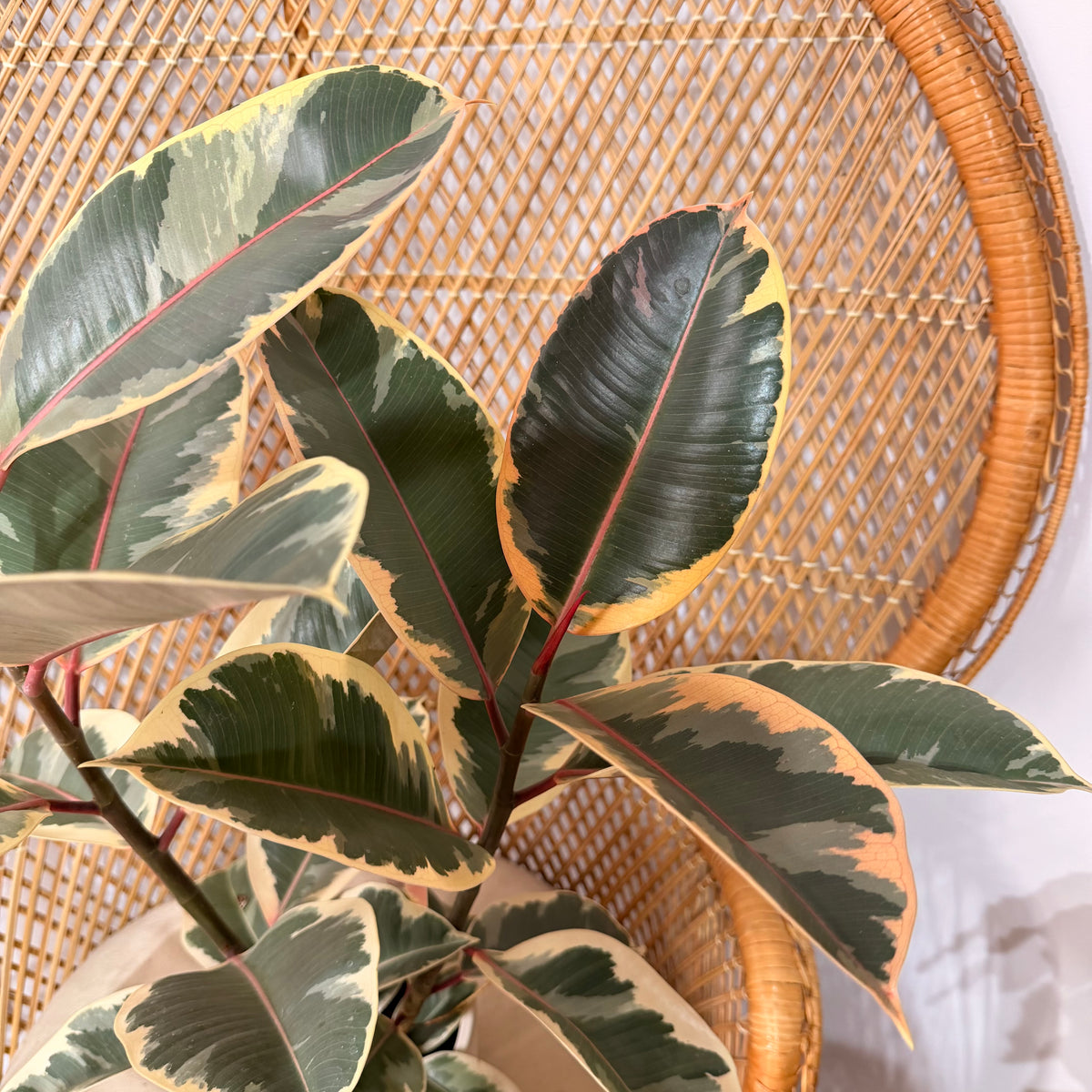 Ficus elastica 'Tineke' (Tineke Rubber Plant) - 6" pot