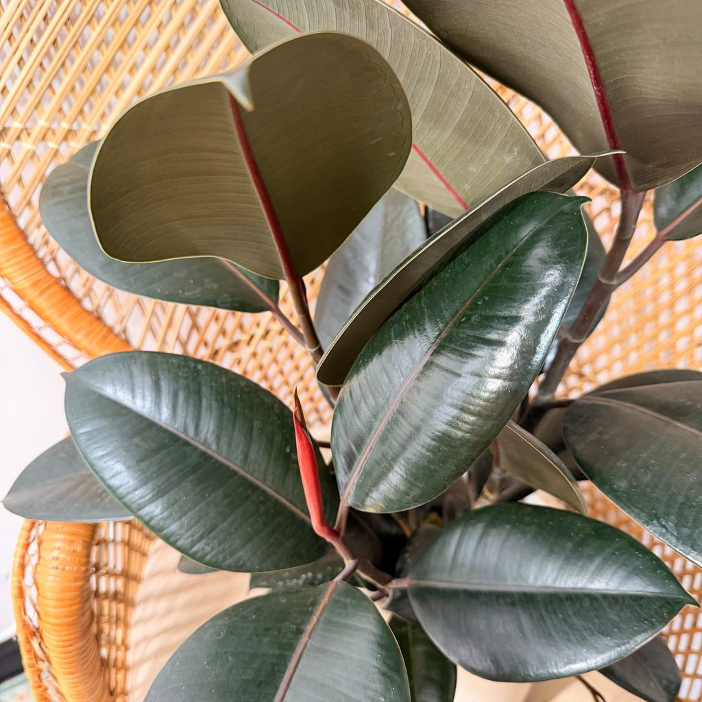 Ficus elastica 'Burgundy' (Caoutchouc Burgundy) - pot de 6"