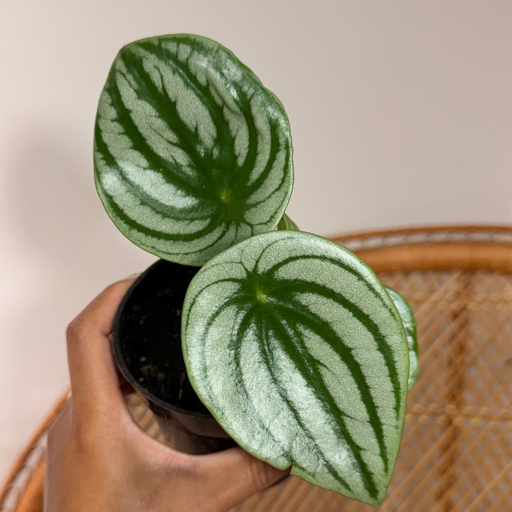 Peperomia argyreia (Watermelon Peperomia) - 4" pot