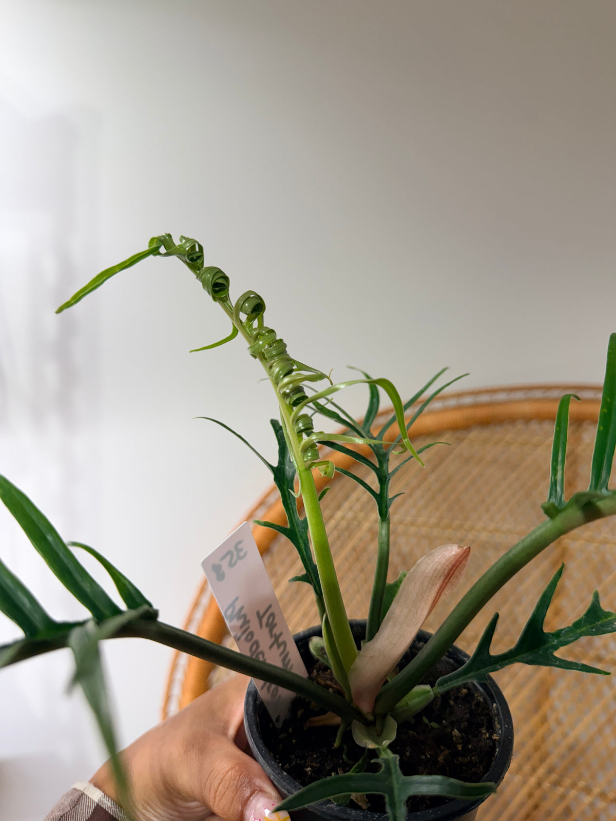 Philodendron Tortum