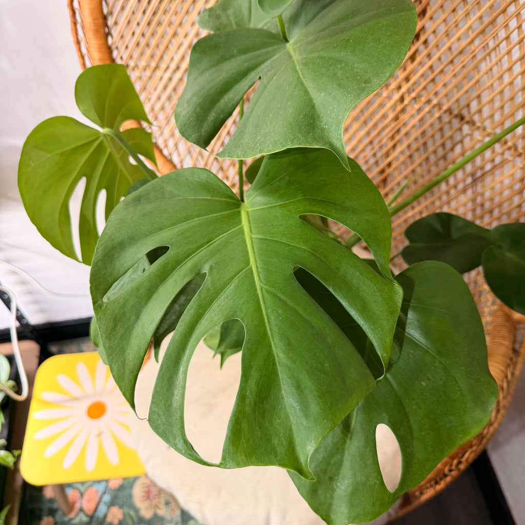 Monstera deliciosa - 6" pot