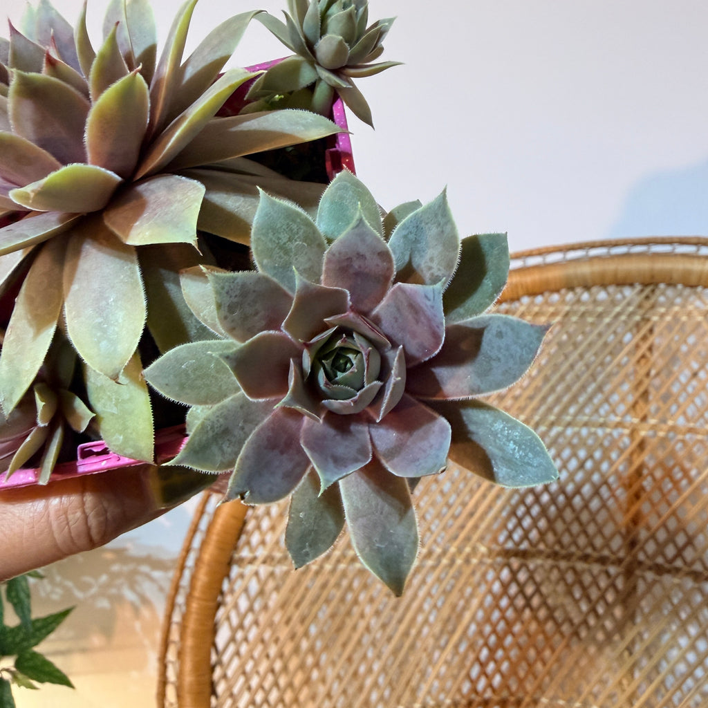 Collectible Sempervivum Succulent (Hen and Chicks) - 4" Pot