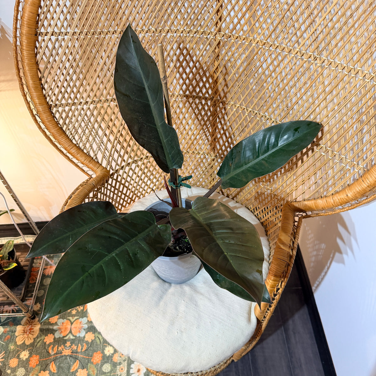 Philodendron 'Imperial Red' – Pot de 6"