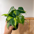 Philodendron hederaceum 'Brasil' (Brasil Philodendron) - 4" Pot