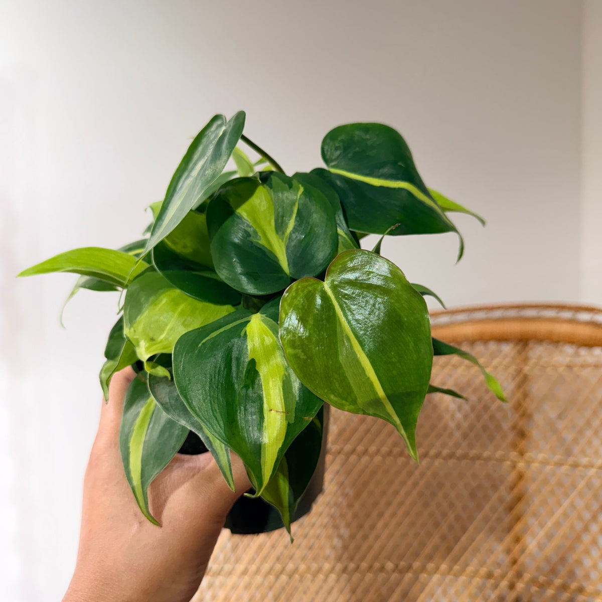 Philodendron hederaceum 'Brasil' (Philodendron Brésil) - Pot de 4"