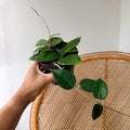 Hoya verticillata 'Black Margin'