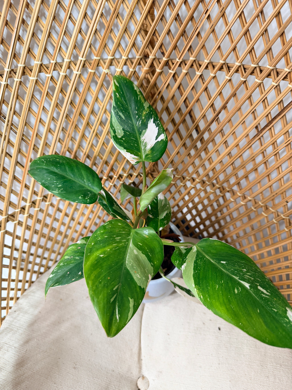 Philodendron 'White Princess'