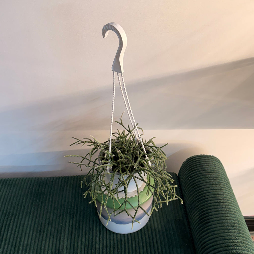Hairy Stemmed Rhipsalis (Rhipsalis pilocarpa) - hanging plant (6" pot)
