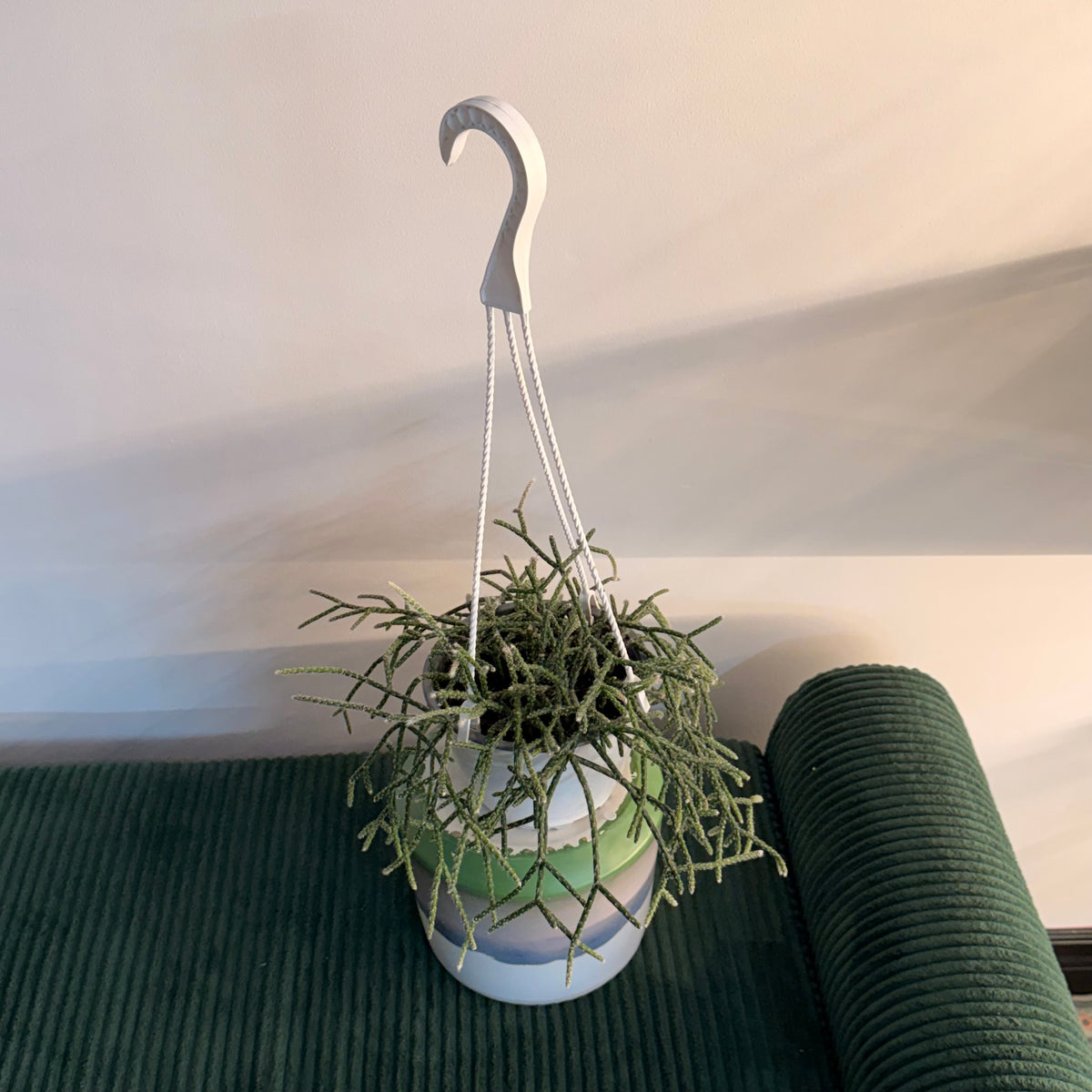 Hairy Stemmed Rhipsalis (Rhipsalis pilocarpa) - hanging plant (6" pot)