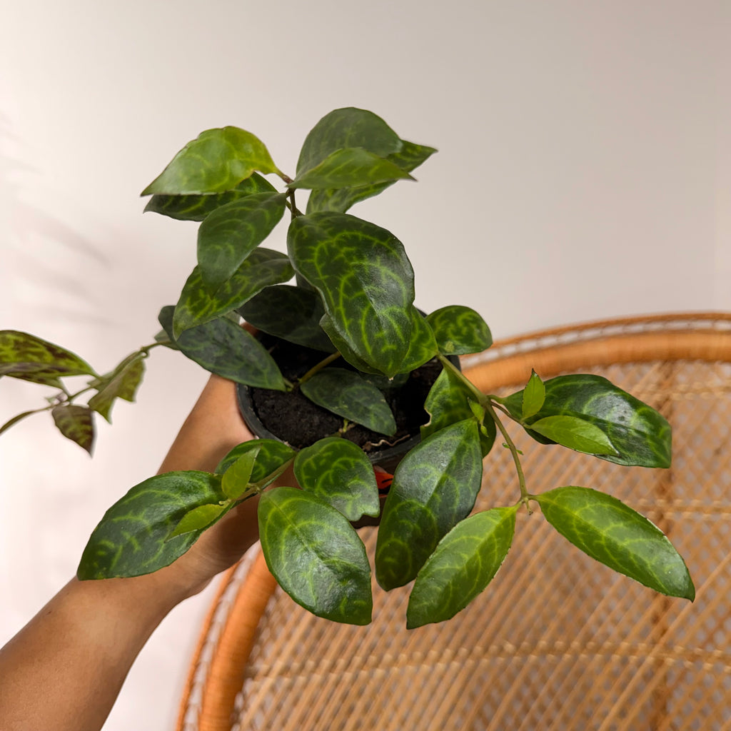 Aeschynanthus longicaulis 'Black Pagoda' (Lipstick Plant Black Pagoda) - pot de 4"