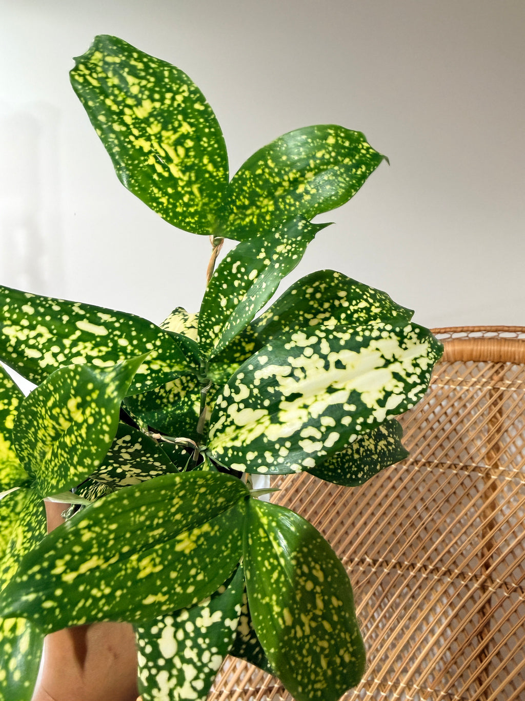 Dracaena surculosa 'Florida Beauty' (Spotted Japanese Bamboo) - 4" Pot