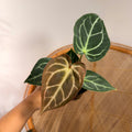 Anthurium crystallinum 'Red' - 4" pot