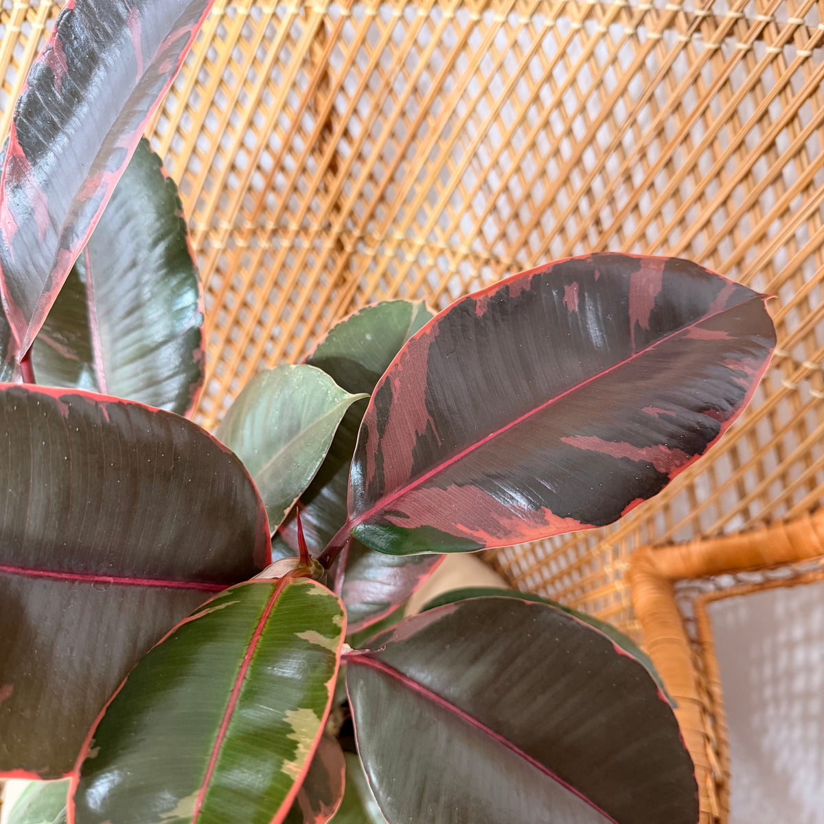 Ficus elastica 'Ruby' (Ruby Rubber Plant) - 6" pot