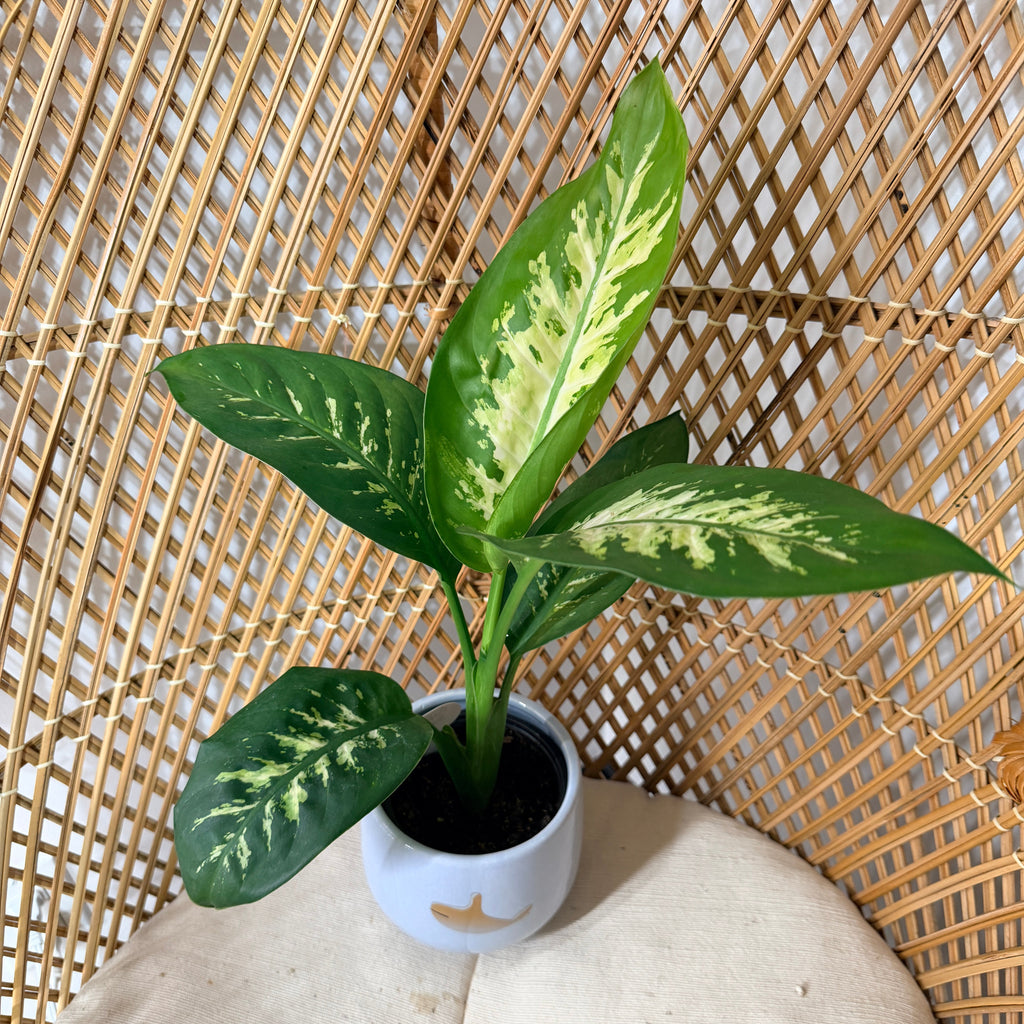 Dieffenbachia seguine 'Tropic Snow' (Dumb Cane) - 4" Pot