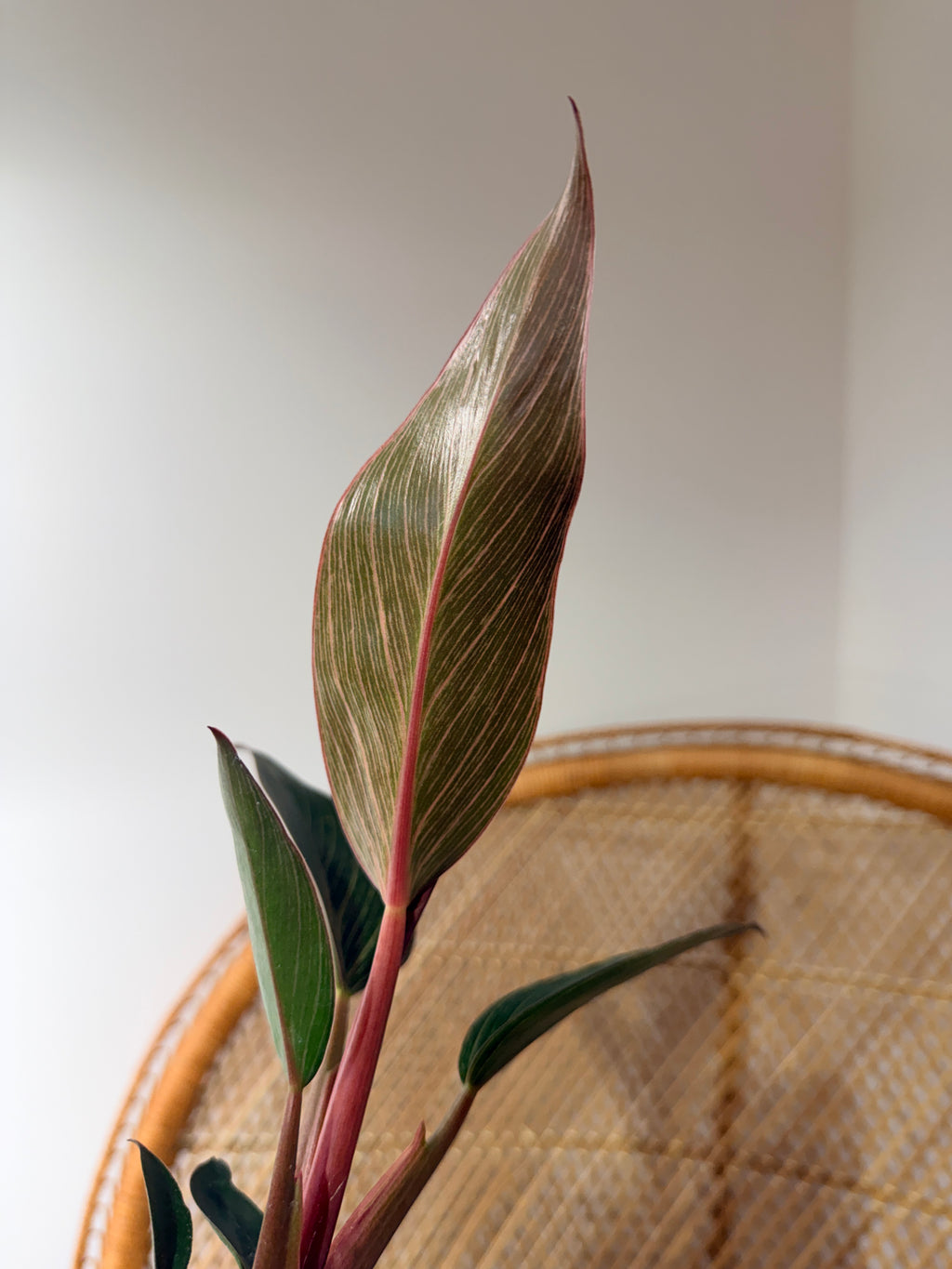 Philodendron 'Birkin Pink' - Pot de 4"