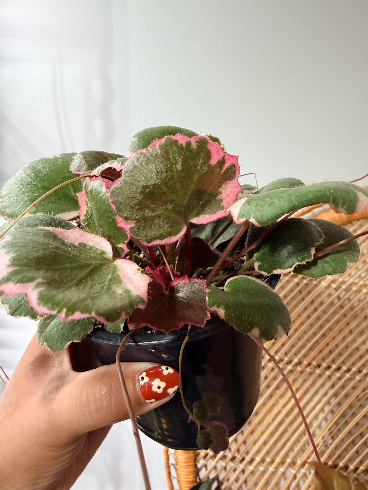 Saxifraga stolonifera 'Tricolor'