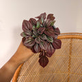 Peperomia caperata 'Schumi Red' - 4" pot