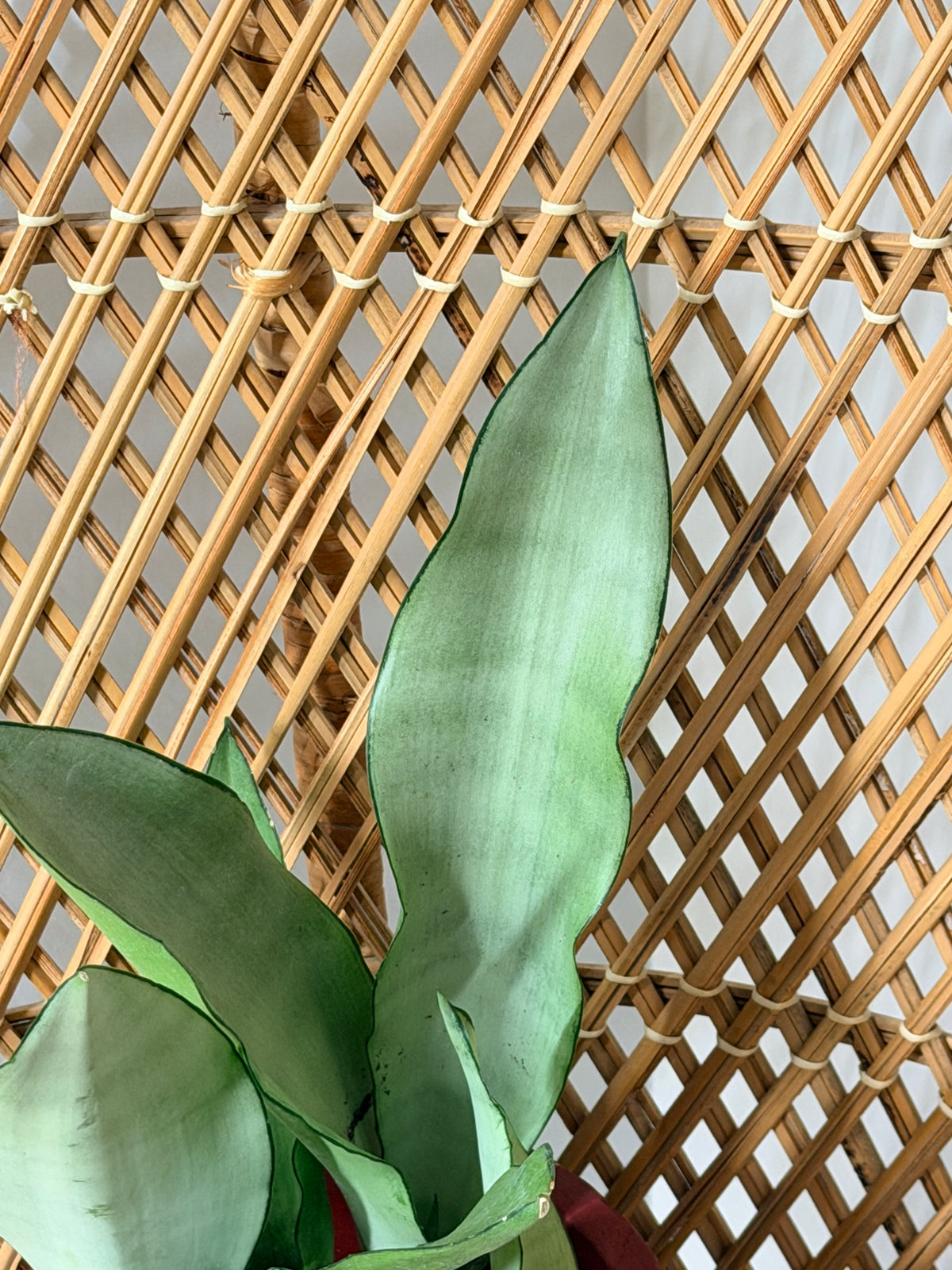 Sansevieria trifasciata 'Moonshine' (Plante serpent argentée) - Pot de 4"