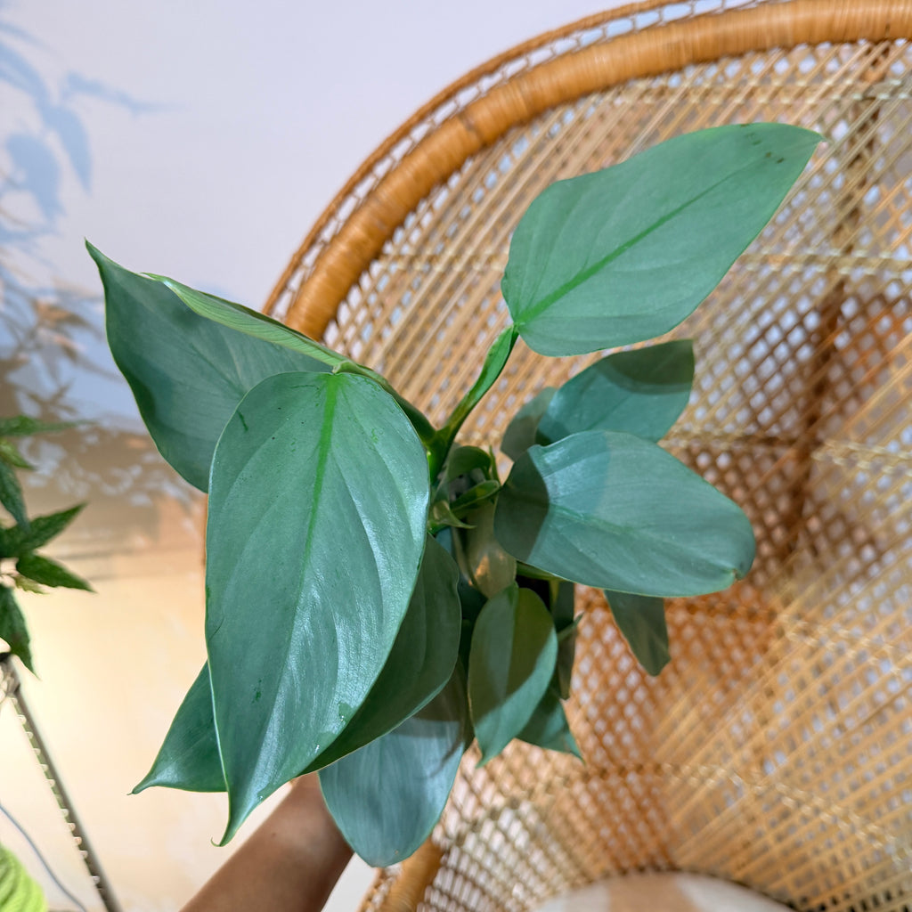 Philodendron Silver Sword