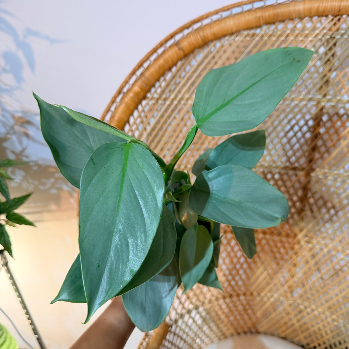 Philodendron Silver Sword