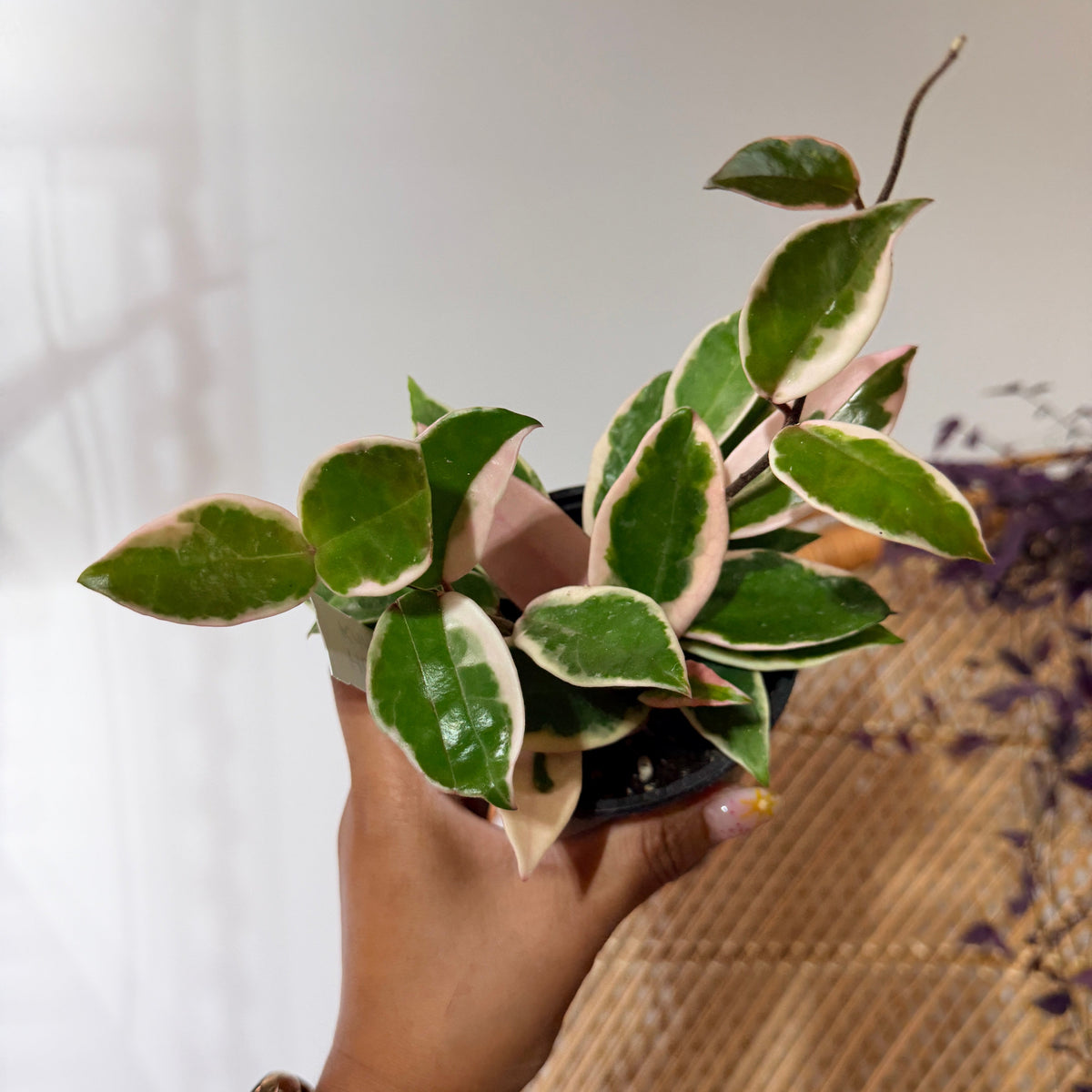 Hoya carnosa 'Krimson Queen' (pot de 4")