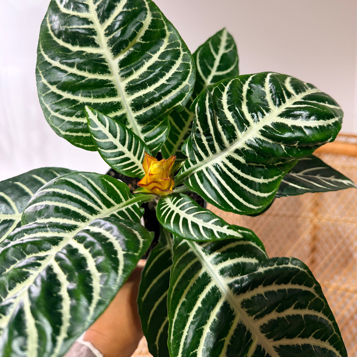 Aphelandra squarrosa 'Dania' (Plante zèbre) - Pot de 4"