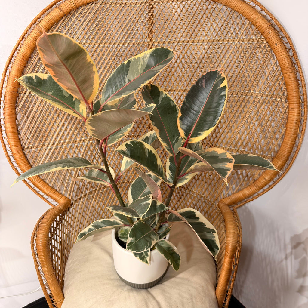 Ficus elastica 'Tineke' (Tineke Rubber Plant) - 6" pot