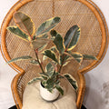 Ficus elastica 'Tineke' (Tineke Rubber Plant) - 6" pot