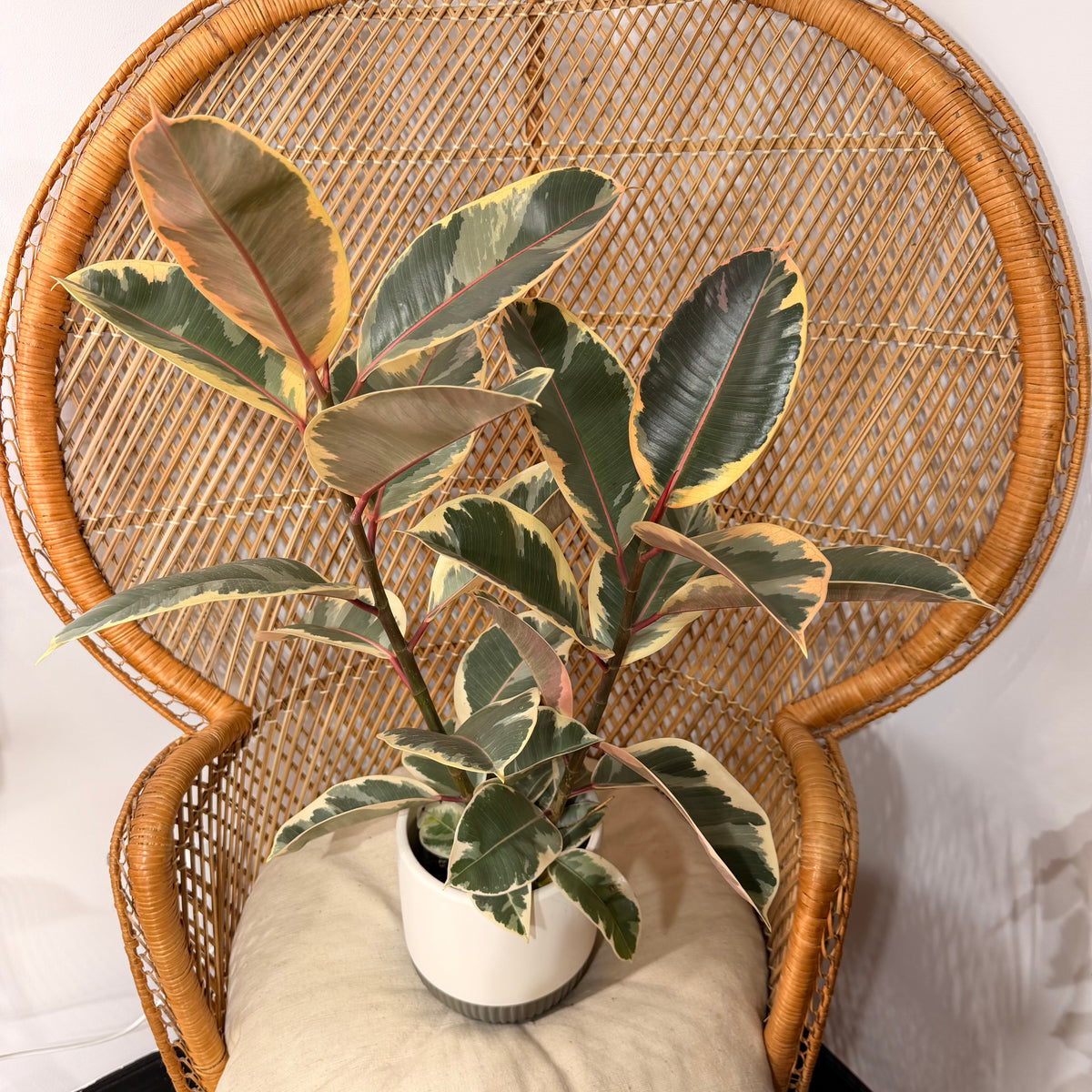 Ficus elastica 'Tineke' (Tineke Rubber Plant) - 6" pot
