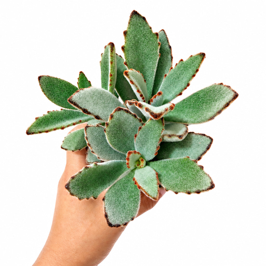 Kalanchoe tomentosa 'Chocolate Soldier' (pot de 4")