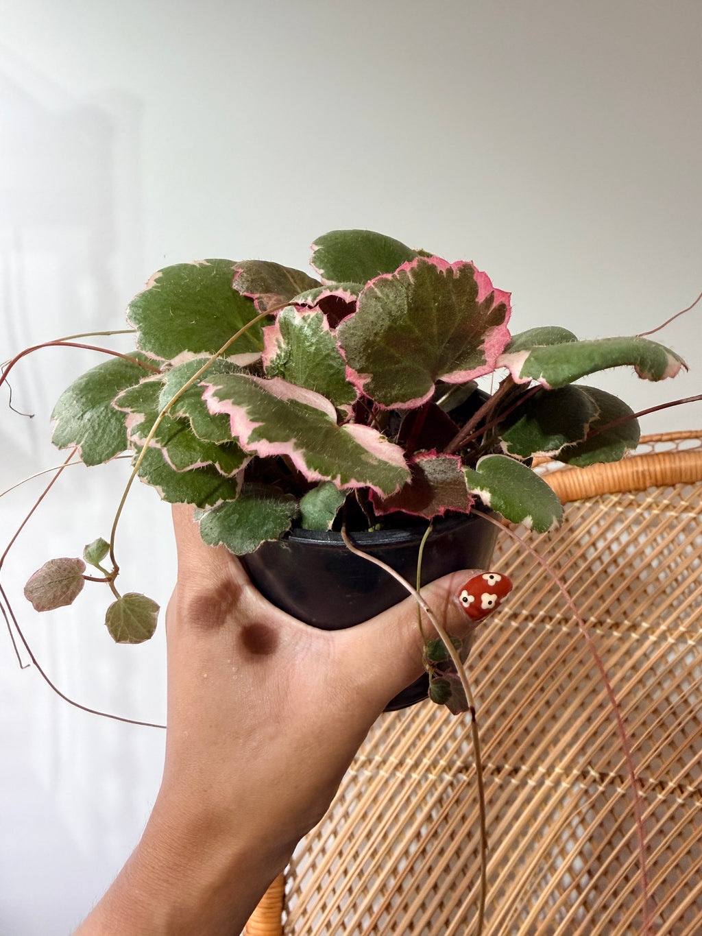 Saxifraga stolonifera 'Tricolor'