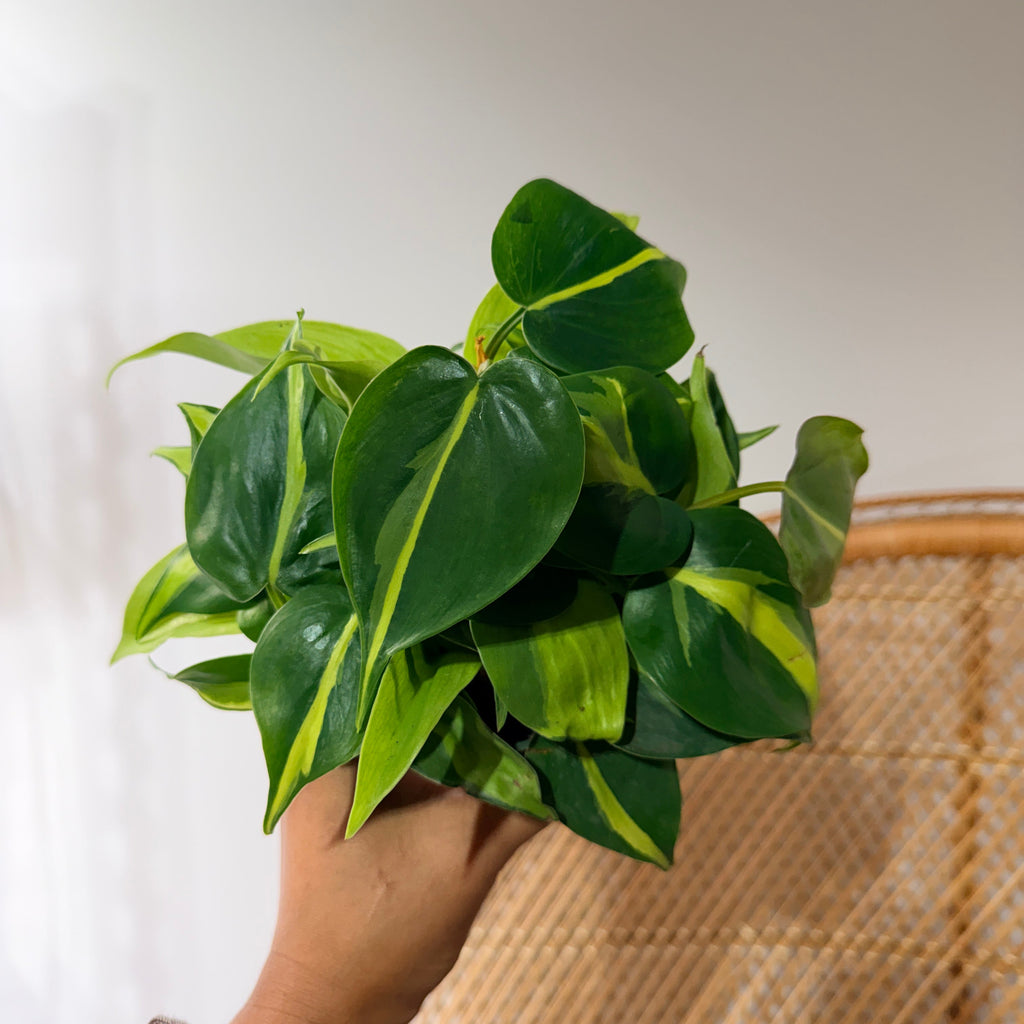 Philodendron hederaceum 'Brasil' (Brasil Philodendron) - 4" Pot