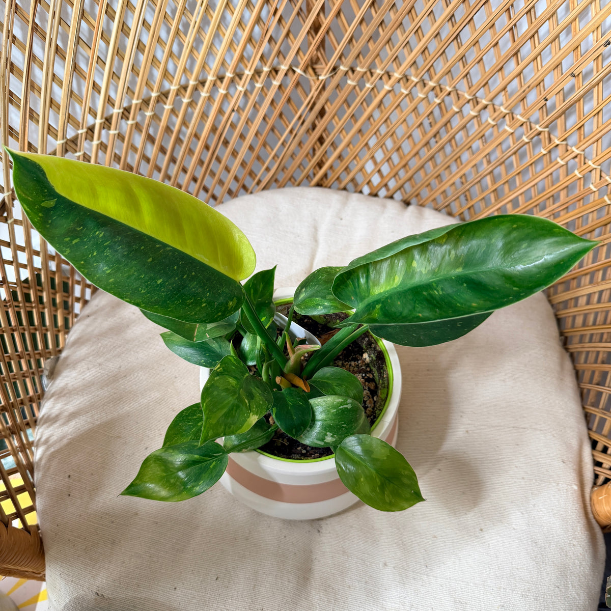 Philodendron ‘Green Congo Nuclear’ Variegata - pot de 5"