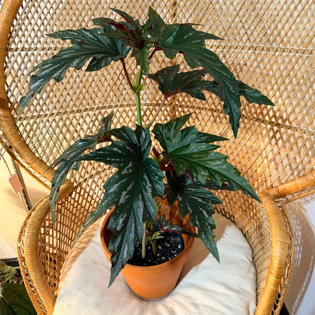 Begonia 'Lana' – XL Angel Wing Begonia (Unique specimen) - 6 inch