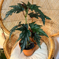Begonia 'Lana' – XL Angel Wing Begonia (Unique specimen) - 6 inch