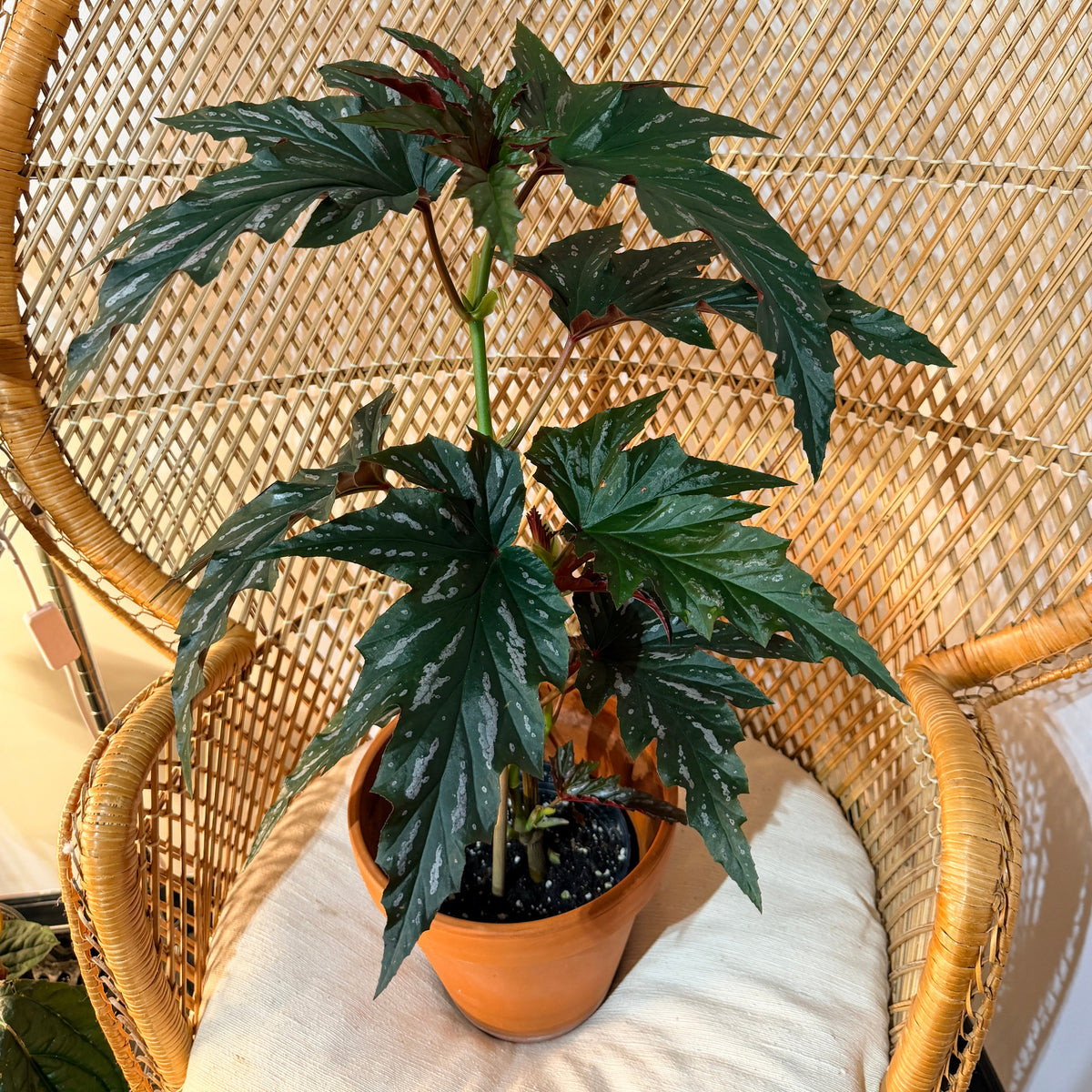 Begonia 'Lana' – Bégonia aile d'ange XL (Spécimen unique) - 6 pouces