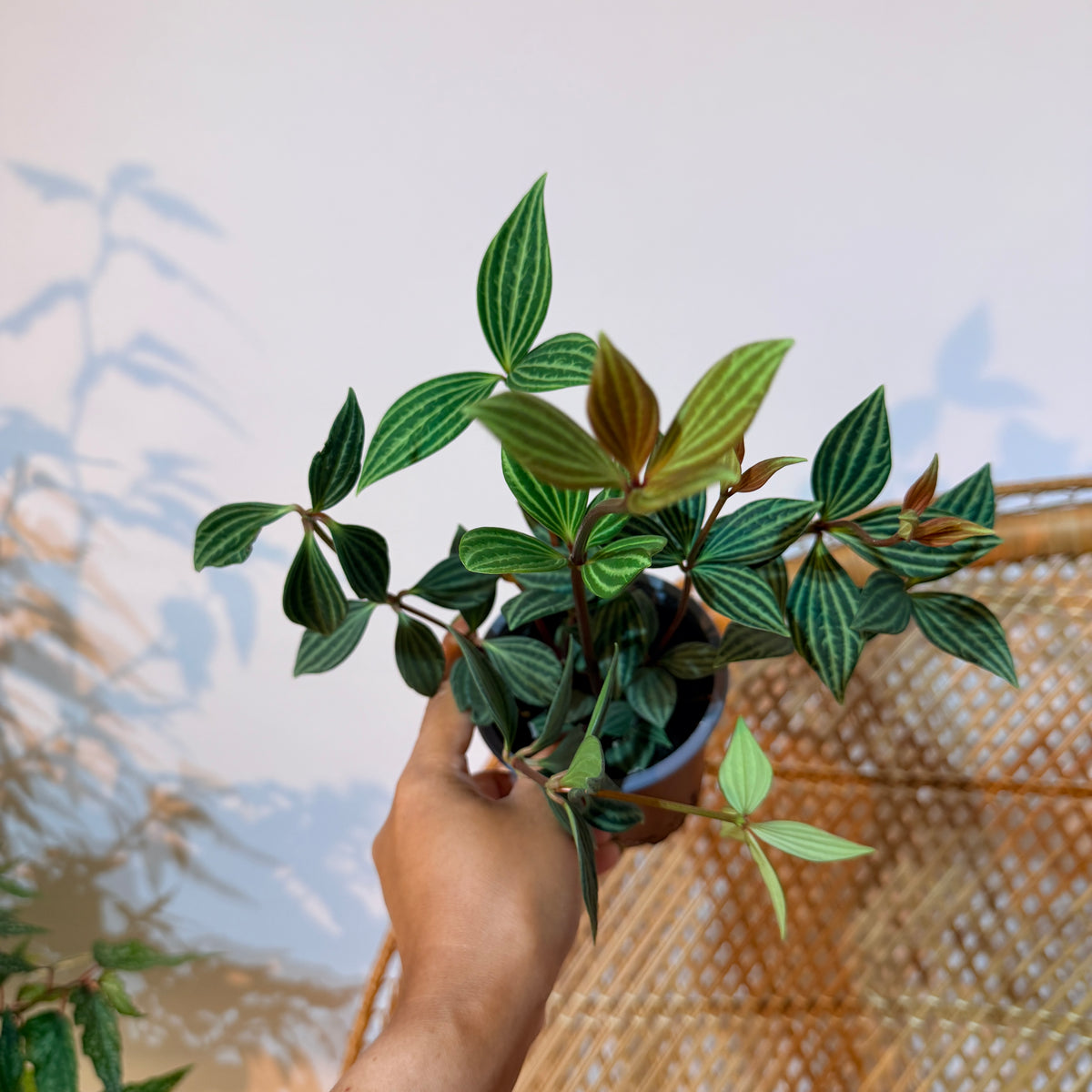 Peperomia puteolata  (Peperomia Parallèle) – Pot de 4"