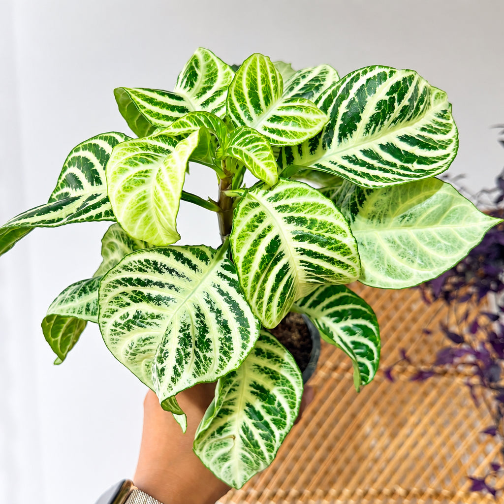 Aphelandra squarrosa 'Snowflake' (Plante zèbre panachée) - Pot de 4"