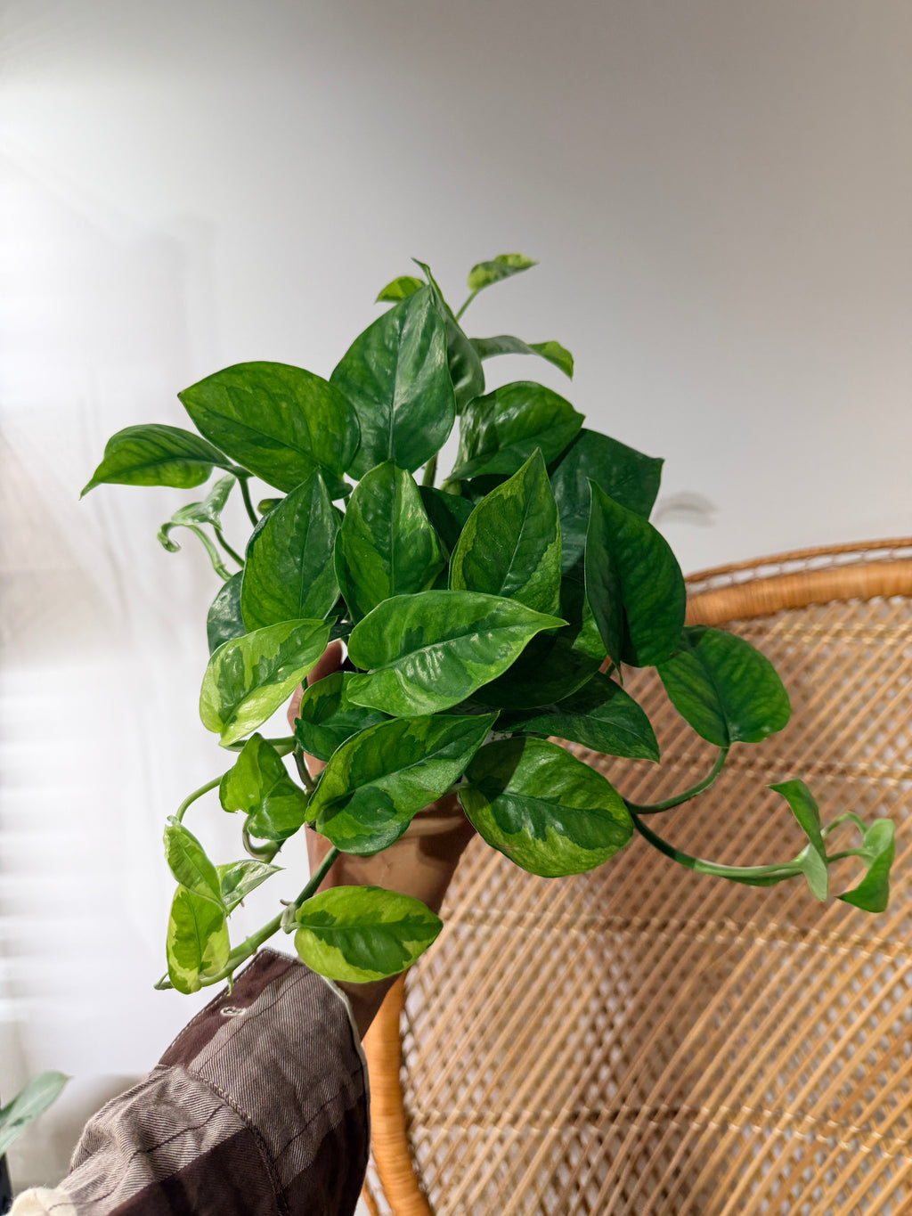 Epipremnum aureum 'Lemon Meringue' (Pothos Lemon Meringue) - Pot de 4"
