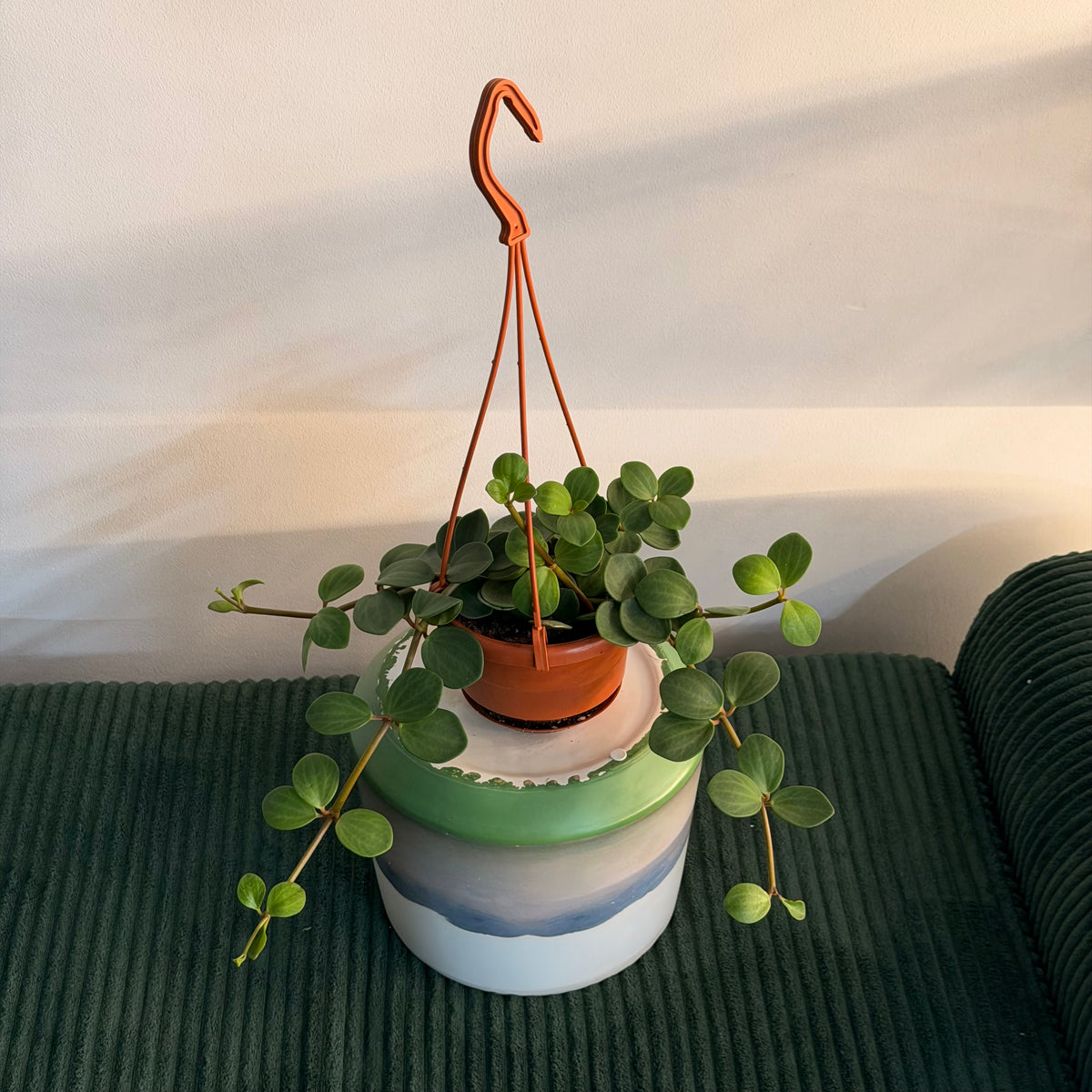 Peperomia Hope