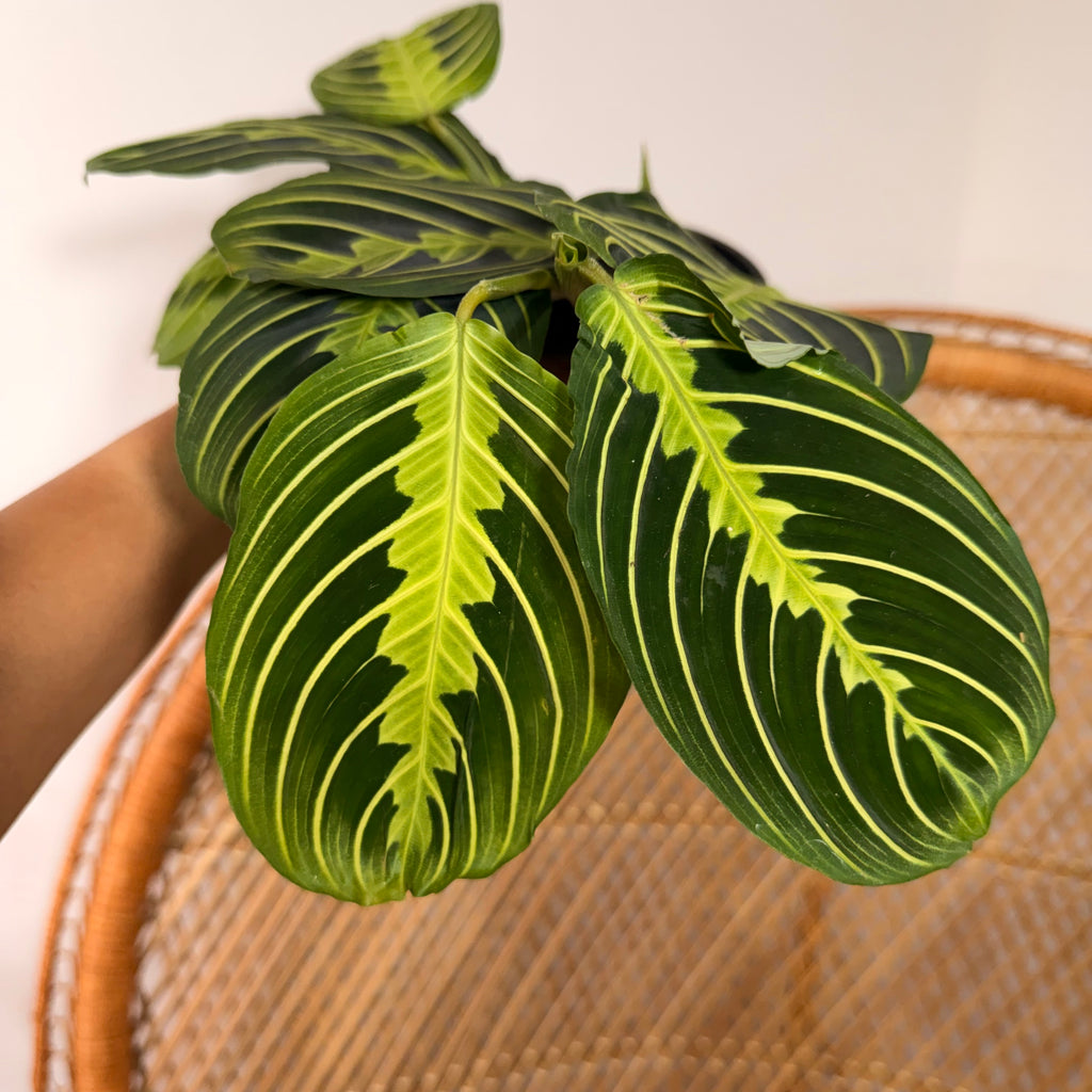 Maranta leuconeura 'Lemon Lime' (Prayer plant) - 4" pot